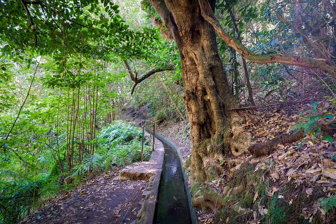 Levada do Rei (PR18) - Through Madeira's Majestic Laurissilva - What the day looks like, from hotel pickup to forest return
