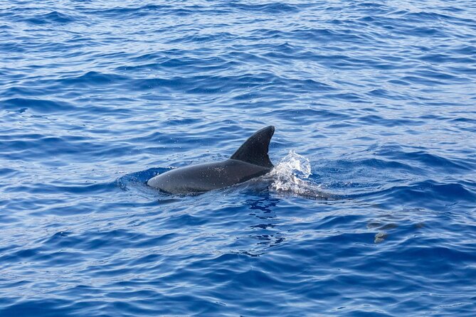 Living Sea Boat Trip in Madeira from Funchal - Homemade lunch and Alentejo wine: the onboard value