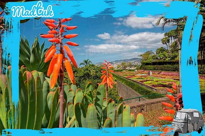 Madeira: Botanical Gardens + Old Town Tuk-Tuk Tour by MadTuk - Farmers’ Market Sightseeing Pass and Zona Velha Old Town Views