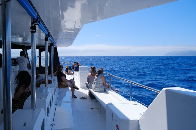 Madeira Dolphin and Whale Watching on a Ecological Catamaran - What You Can See Out on Madeira’s Southern Coast