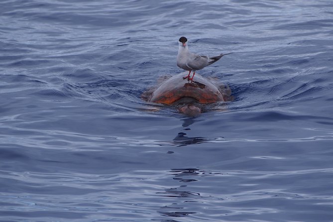 Madeira Dolphin and Whale Watching on a Ecological Catamaran - Price and Logistics: Is It Good Value?