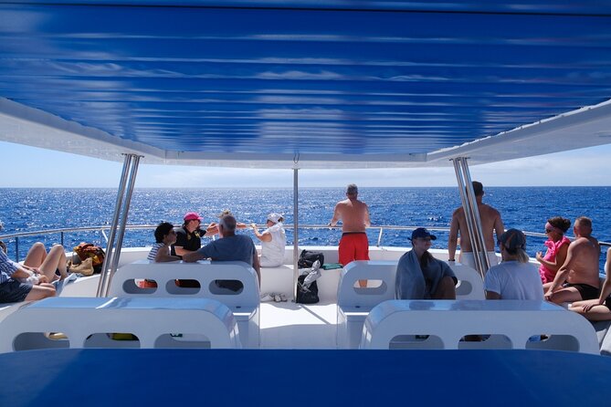 Madeira Dolphin and Whale Watching on a Ecological Catamaran - Who This Tour Suits Best (and Who Should Rethink)