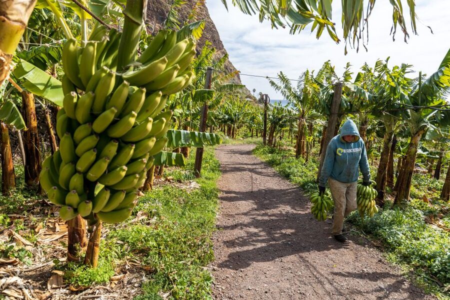 Madeira: Faja dos Padres Private Sightseeing Tour - Price and timing: is $117 for 3 hours good value?