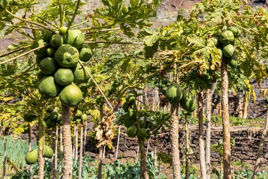 Madeira: Faja dos Padres Private Sightseeing Tour - A slow walk through organic crops and tropical fruit