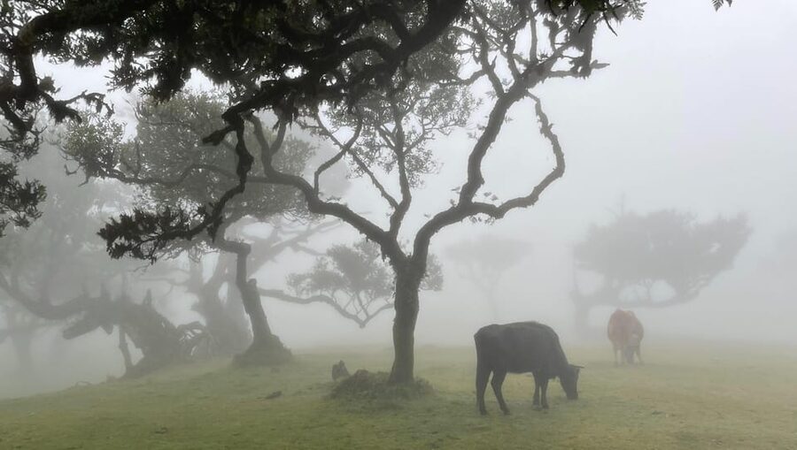 Madeira: Fanal Forest and Cabo Girão for Cruise Ship - Starting in Funchal, Then Hitting Madeira’s North
