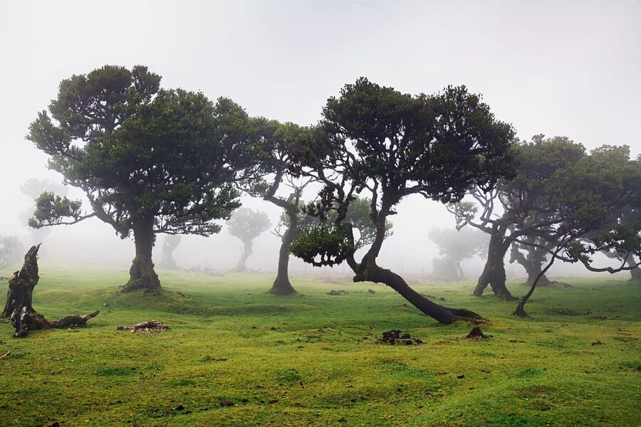 Madeira: Fanal Forest and Cabo Girão for Cruise Ship - Poncha Time and the Included Coffee Moment
