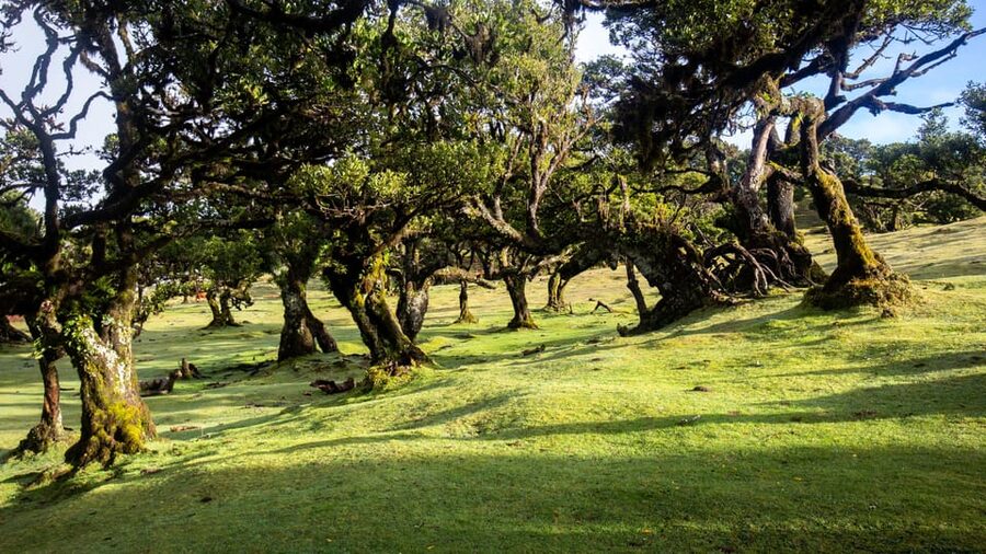 Madeira: Fanal Forest and Cabo Girão for Cruise Ship - Fanal Forest: A Fairy-Tale Walk With Misty Drama