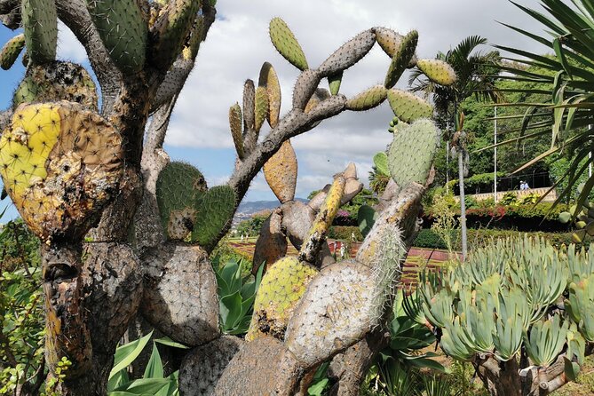 Madeira Highlights: Toboggan, Garden & Cable Car (All-Inclusive) - Who Should Book This Madeira Highlights Tour