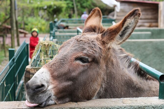 Madeira: Late Southwest Tour with Beach Time - Late southwest timing: 10:30am start and what fits in 7 hours