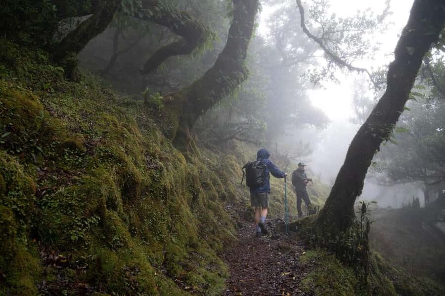 Madeira: PR 9 - Levada do Caldeirão Verde Hike Transfer - Walking the levada on PR9 through Laurissilva Forest