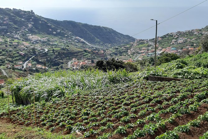 Madeira: Private Guided Levada do Norte Walk - Learning on the move: levada history you can actually picture