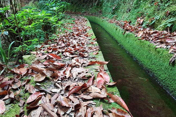 Madeira: Private Guided Levada dos Tornos Boaventura Hike - What your private guide actually adds