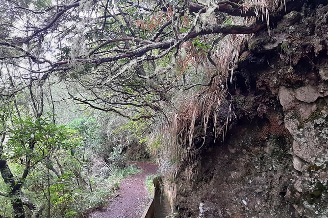 Madeira: Private Guided Tour to Ribeiro Frio and Chão das Feiteiras - Ribeiro Frio circular walk: Forest Park, green paths, free entry