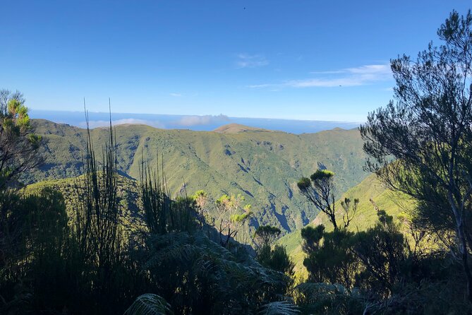 Madeira: Private Guided Walk Vereda Fanal PR13 - Vereda Fanal PR13: What You Actually Get in 5 Hours