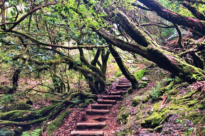 Madeira: Private Guided Walk Vereda Fanal PR13 - Walking Side by Side With the Levada, With Cedar in the Mix
