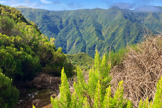 Madeira: Private Guided Walk Vereda Fanal PR13 - Ribeira da Janela Viewpoints: Where the Effort Pays Off