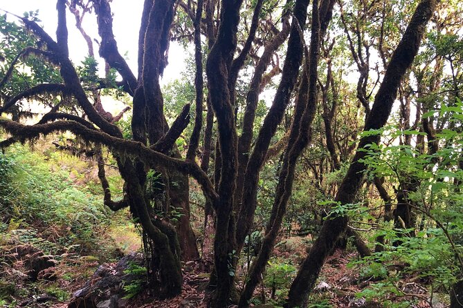 Madeira: Private Guided Walk Vereda Fanal PR13 - Why a Private Guide Adds Real Value (Richard’s Role)