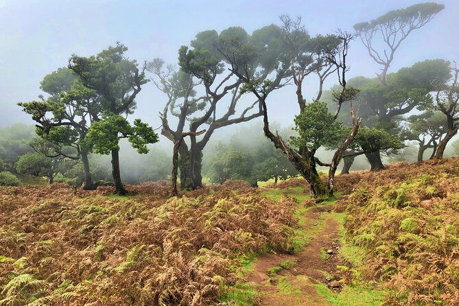 Madeira: Private Guided Walk Vereda Fanal PR13 - Terrain and Pace: Who This Walk Fits Best