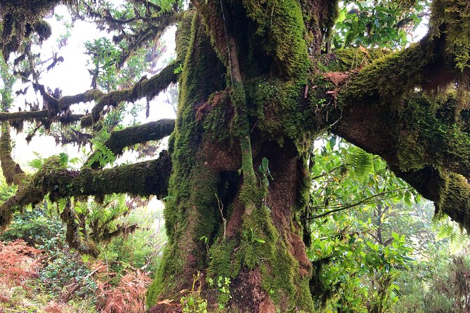 Madeira: Private Guided Walk Vereda Fanal PR13 - Packing Tips That Actually Matter for Madeira Weather