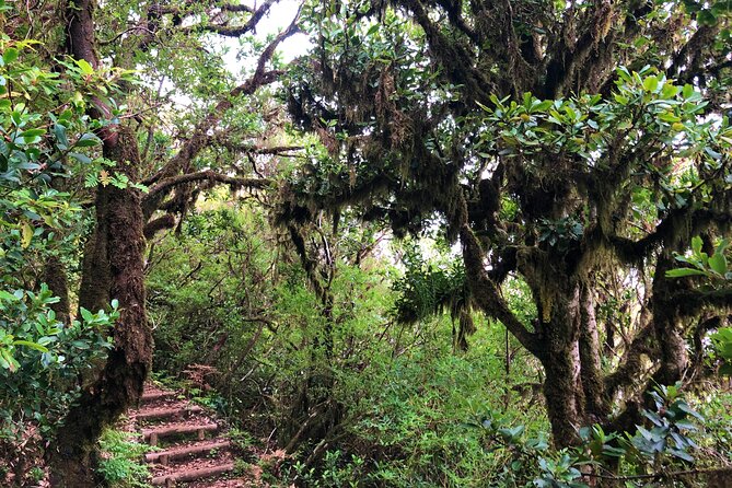 Madeira: Private Guided Walk Vereda Fanal PR13 - Value for Money: $104.11 and What You Get