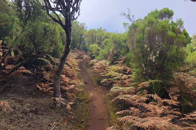 Madeira: Private Guided Walk Vereda Fanal PR13 - From Funchal Pickup to Paul da Serra Trailhead