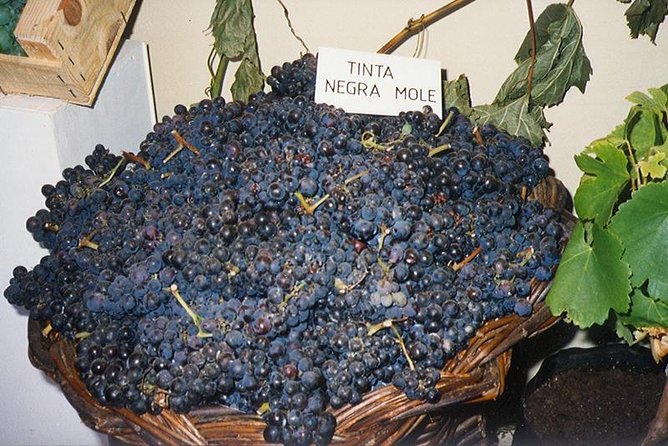 Madeira: Private Half-Day Wine Tasting Tour - Miradouro do Pico da Torre: Where the City Meets Vineyards