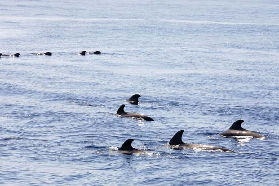 Madeira: Sunset Cruise With a Swim and Drink - The Swim Stop: Your Moment in the Atlantic
