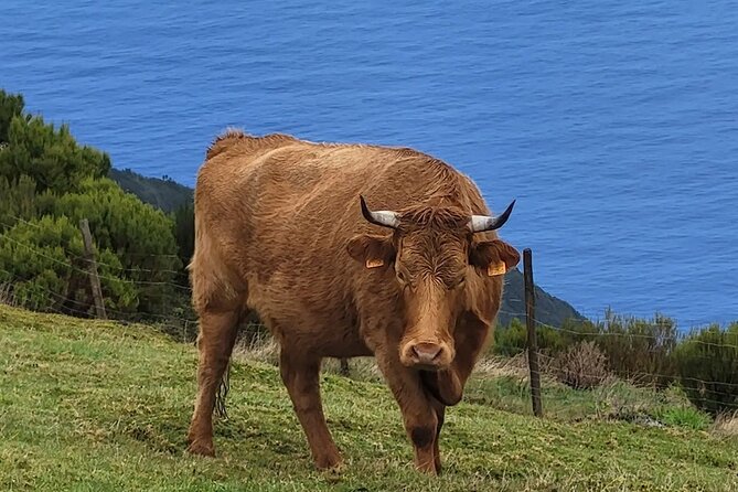 Madeira West side: Cabo Girão, Seixal & more – Full Day Tour - Porto Moniz: natural volcanic pools and a lunch-by-the-sea window