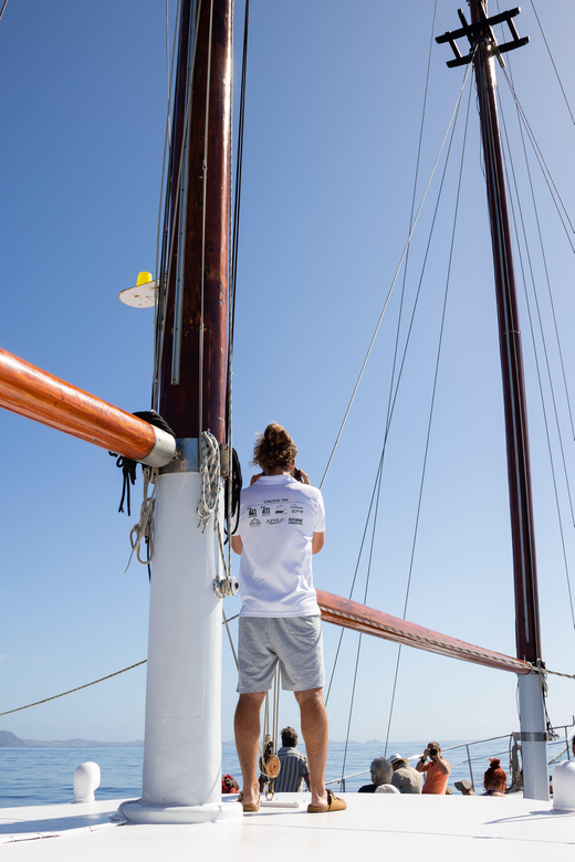Madeira : Whales and Dolphins wooden boat excursion - Key things I’d plan around