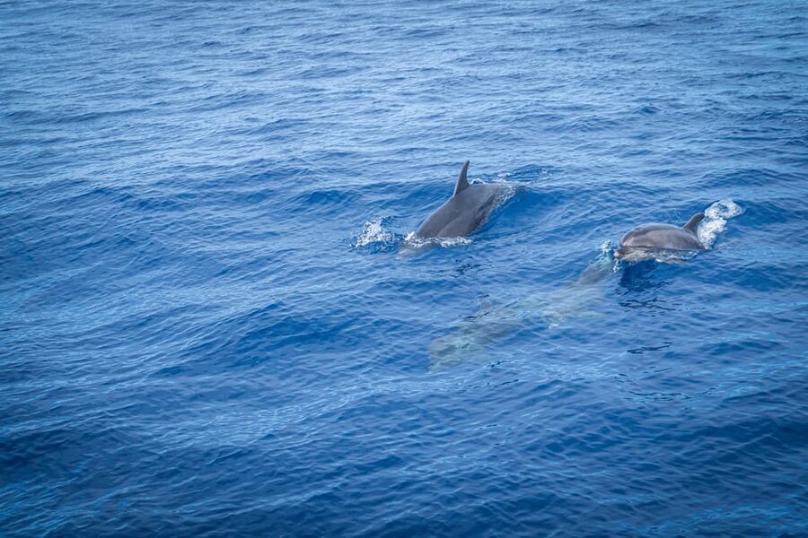 Madeira : Whales and Dolphins wooden boat excursion - What to bring for the sea, the sun, and the possible swim