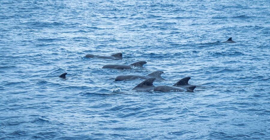 Madeira : Whales and Dolphins wooden boat excursion - Funchal Pier 8 Start: Finding Bonita da Madeira fast