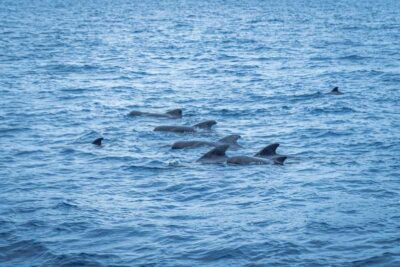 Whales and Dolphins wooden boat excursion