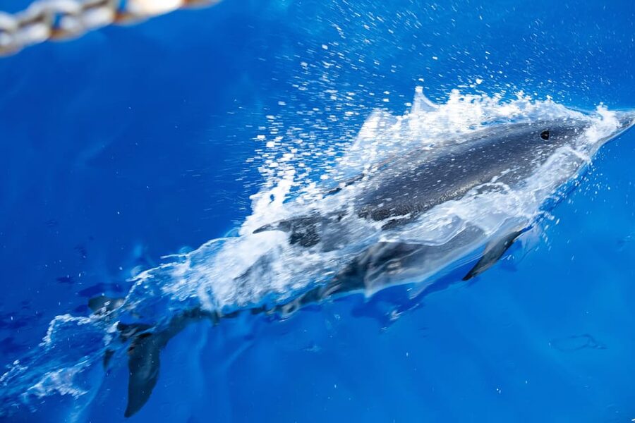Madeira : Whales and Dolphins wooden boat excursion - What pilot whales and dolphins feel like out on the water