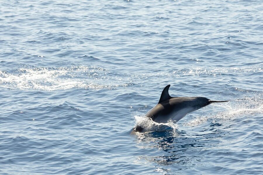 Madeira : Whales and Dolphins wooden boat excursion - Cabo Girão swim stop: When you get in the water