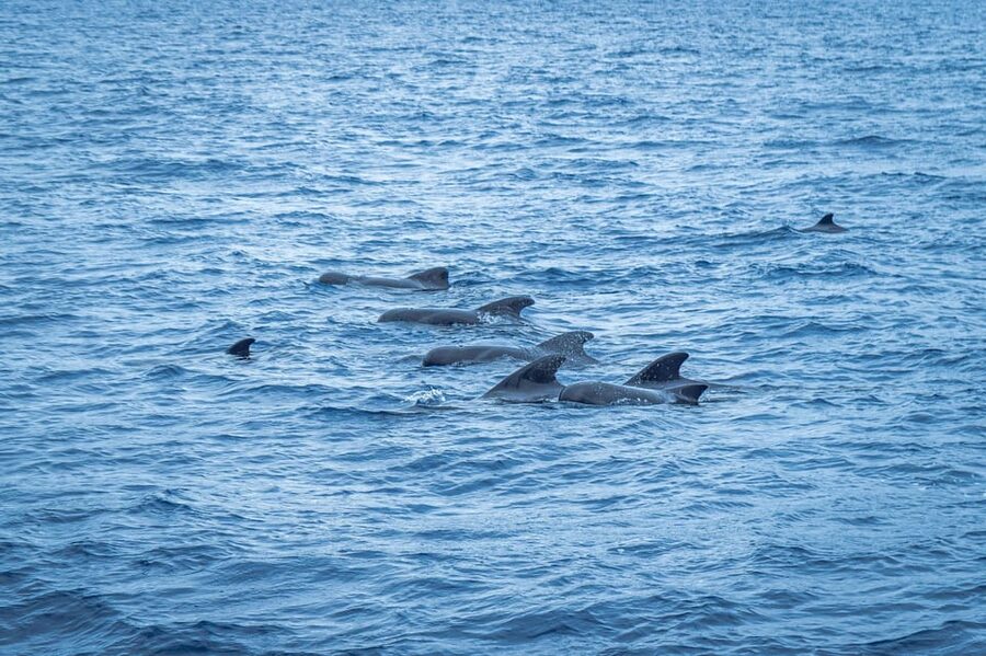 Madeira : Whales and Dolphins wooden boat excursion - Crew and English live guide: The difference between sighting and magic