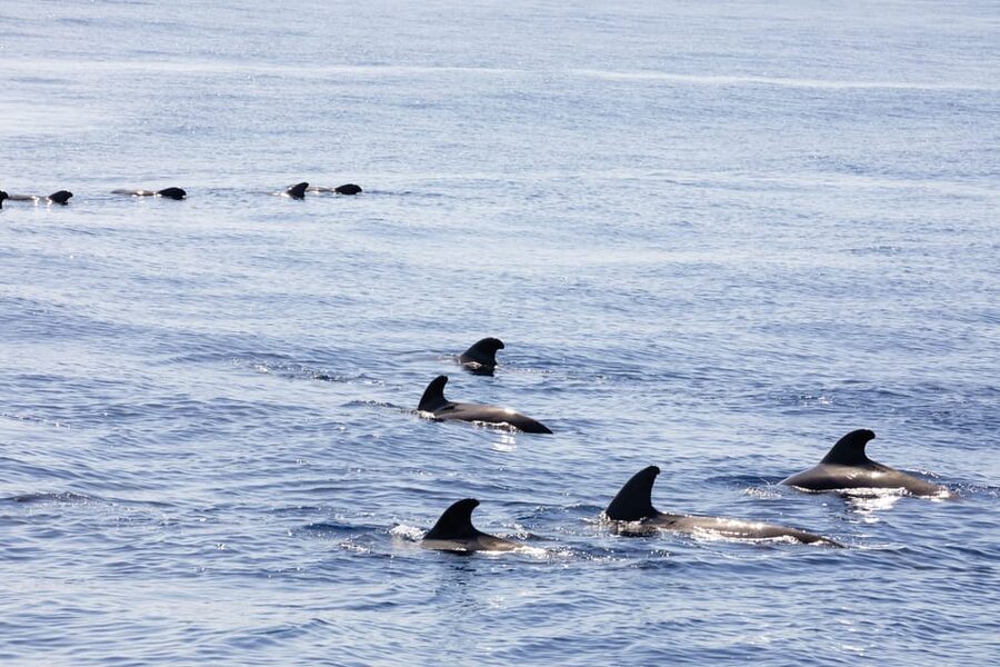 Madeira : Whales and Dolphins wooden boat excursion - Price and value: What you actually get for $41