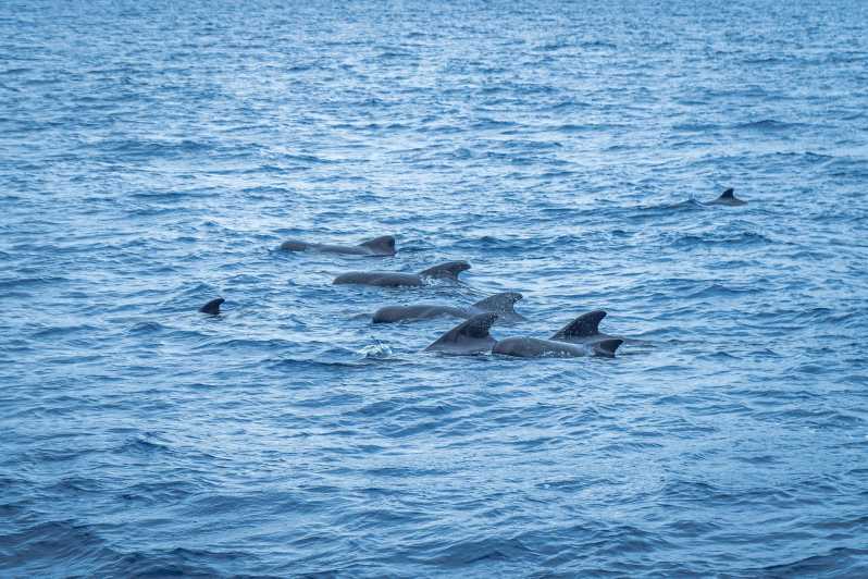 Madeira : Whales and Dolphins wooden boat excursion - The Wooden Boat Experience for Whales and Dolphins