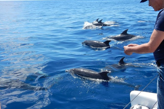 Magic Dolphin Celebrity - What Makes This Sea Safari Feel So Relaxed