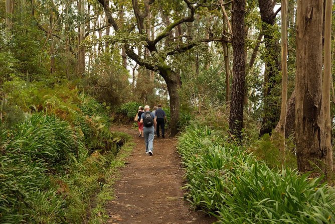Mini -Combo East Challenge (Jeep & Levada Walk)- Shared Tour - Camacha levada walk: 30 minutes of forest time