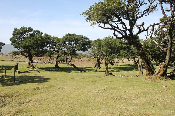 NorthWest Landscapes, UNESCO & volcanic pools 4x4 experience - Your Final Fanal Forest Finish: UNESCO Forest Again, Not Just a Pass-Through