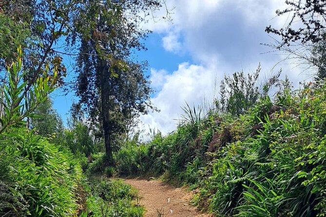 On the Rhythm of a Levada Walk: Madeira cider tasting and lunch - Quinta da Moscadinha, Camacha Sideri: Three Tastings and Real-Meal Lunch