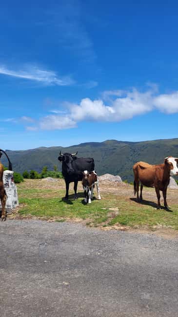 Pico Arieiro, Santana, São Lourenço & more – Full Day+PickUp - Price and value: is $81 per person worth it?