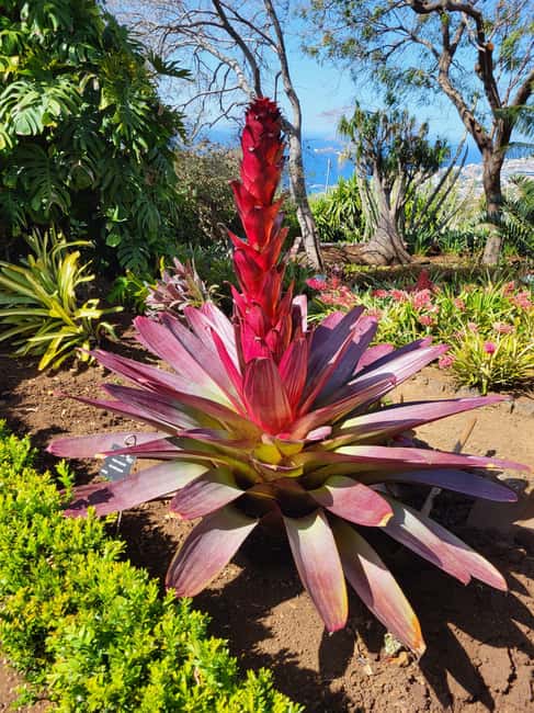 Pico Arieiro, Santana, São Lourenço & more – Full Day+PickUp - Electric-van touring on Madeira’s east side