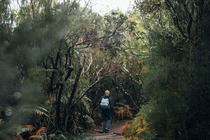 PR13 Vereda do Fanal Mystical Self-Guided Hiking with Transfer - Stop 1, Vereda do Fanal: where the trail starts to feel like Madeira’s interior
