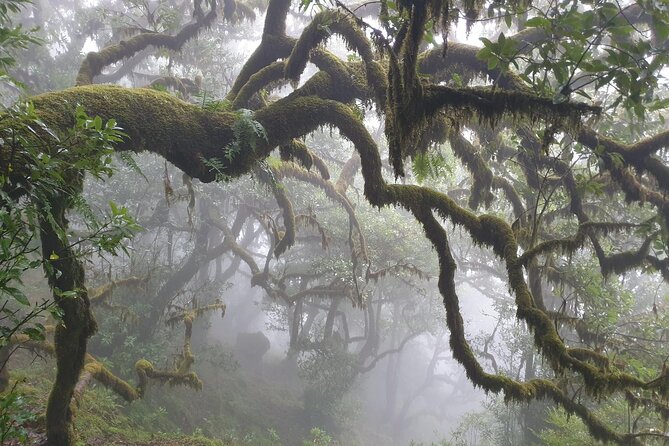PR13 Vereda do Fanal Mystical Self-Guided Hiking with Transfer - Mid-hike character: open stretches, forest cover, and why the rhythm matters