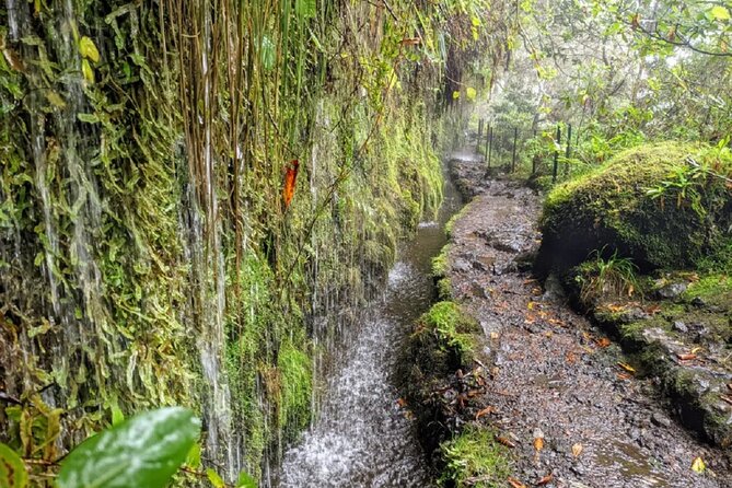 PR9 Caldeirão Verde Queimadas Levada Self-Guided Hiking Transfer - Stop 3: The PRjoel Um Caminho para Todos Connector