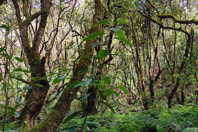 PR9 Caldeirão Verde Queimadas Levada Self-Guided Hiking Transfer - Price and Value: Is $39.76 Good for This Day?