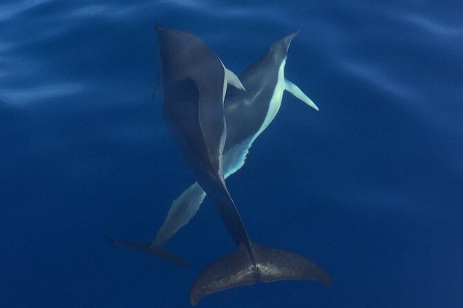 Private Dolphin and Whale Watching Tour in Madeira - Stop 2: Madeira Islands cruising, whale and dolphin searching, plus snorkeling