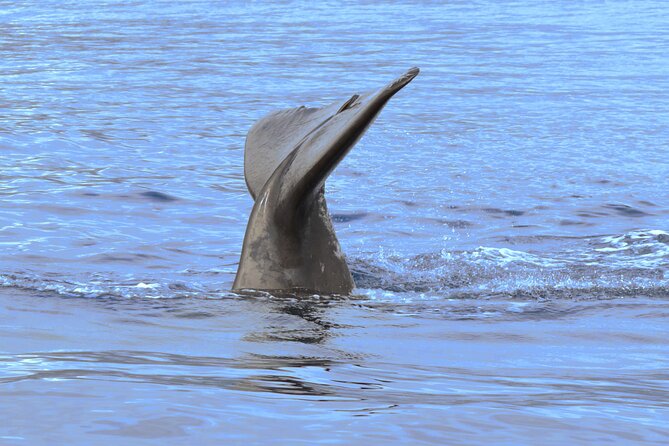 Private Dolphin and Whale Watching Tour in Madeira - Drinks and small comforts: the sparkling wine changes the mood