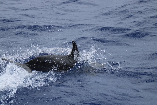 Private Dolphin and Whale Watching Tour in Madeira - Who the crew is like: attentive, flexible, and big on safety